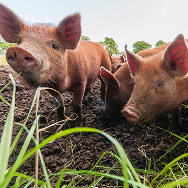 Preserving America&rsquo;s Heritage: Endangered Pig Breeds